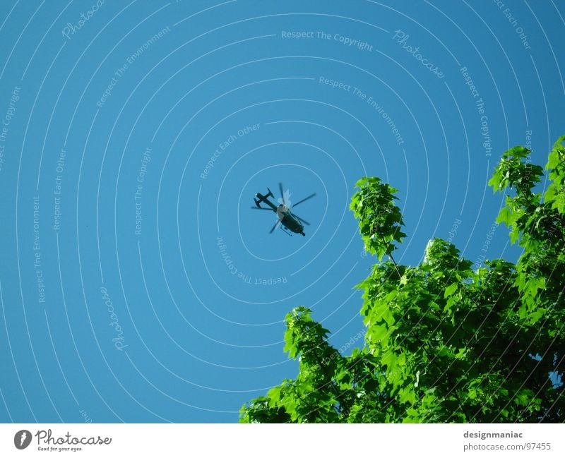 Keine Fliege. Biene beim Honig sammeln. Hubschrauber grün Baum schwarz trocknen klein groß Geschwader Flugzeug steigen Staubfäden Fluggerät Libelle Blatt