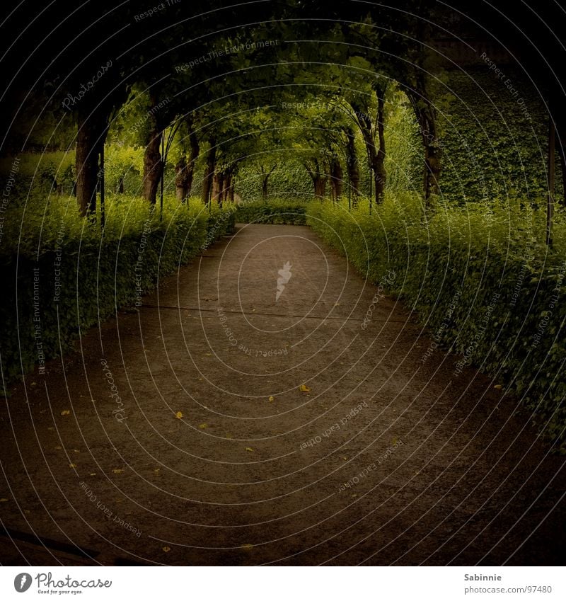 Im Hofgarten Garten Natur Pflanze Baum Park Wege & Pfade dunkel Allee Hecke Tunnelblick bewachsen Würzburg Gartenbau bepflanzt Schlossgarten Durchgang