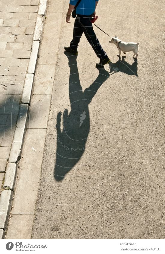 Belgisches Pittbullherrchen Mensch maskulin Mann Erwachsene 1 Tier Haustier Hund gehen Gassi gehen Spaziergang hinterherziehend unlustig Straßenbelag