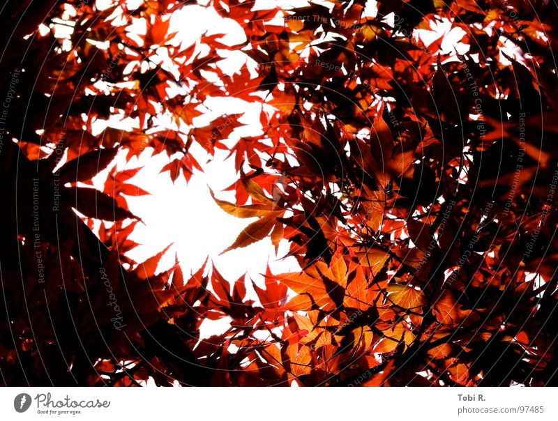 Herbstlicht Blatt Licht dunkel Natur Pflanze Blume Himmel weiß rot hellrot Hoffnung Erwartung aufwachen Außenaufnahme Jahreszeiten mehrfarbig Leben leaf leaves