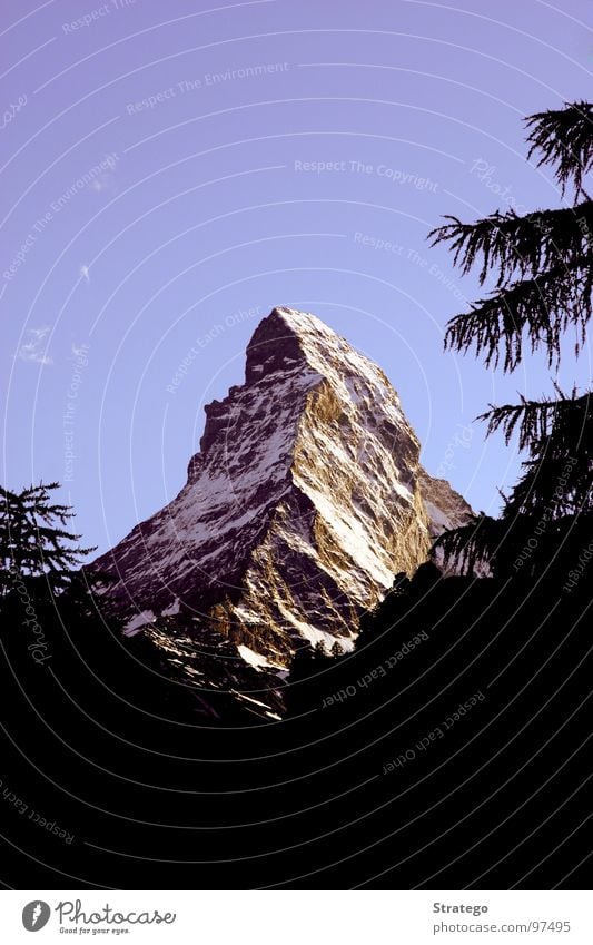 Matterhorn I Baum Tanne Zermatt Schweiz Tourismus Attraktion Japaner Kanton Wallis Bergsteiger Wahrzeichen Sommer Ferien & Urlaub & Reisen wandern erhaben