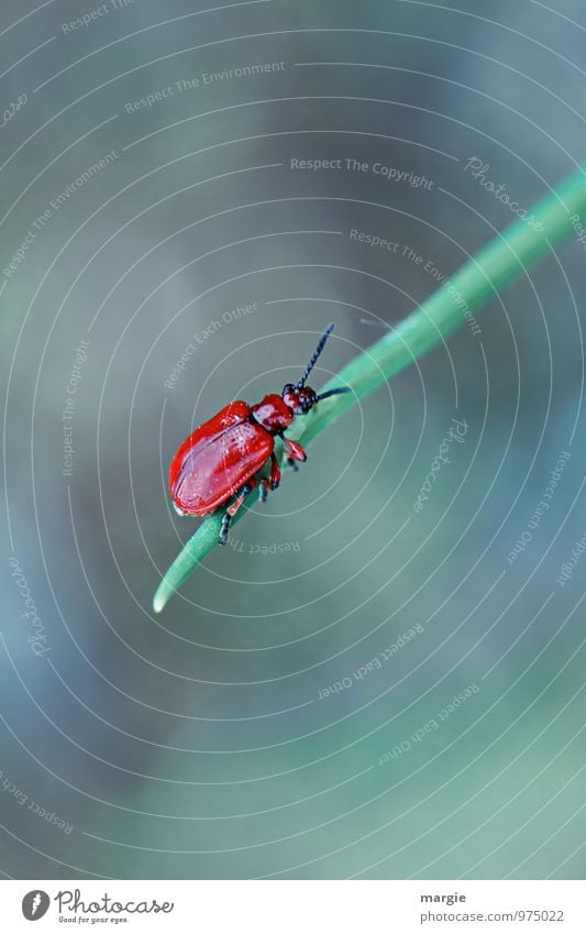 Roter Käfer auf einem Grashalm Umwelt Natur Pflanze Blatt Tier Wildtier 1 festhalten hängen krabbeln sportlich grün rot Tapferkeit Erfolg Mut Beginn anstrengen