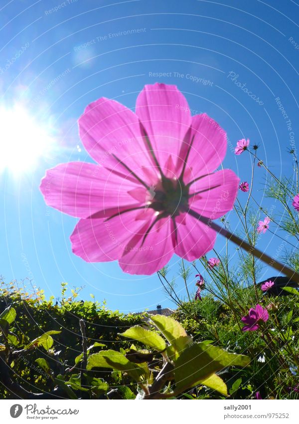 Leuchtkraft... Sonne Sonnenlicht Sommer Schönes Wetter Pflanze Blume Blüte Schmuckkörbchen Hecke Garten Park berühren Blühend Duft leuchten ästhetisch