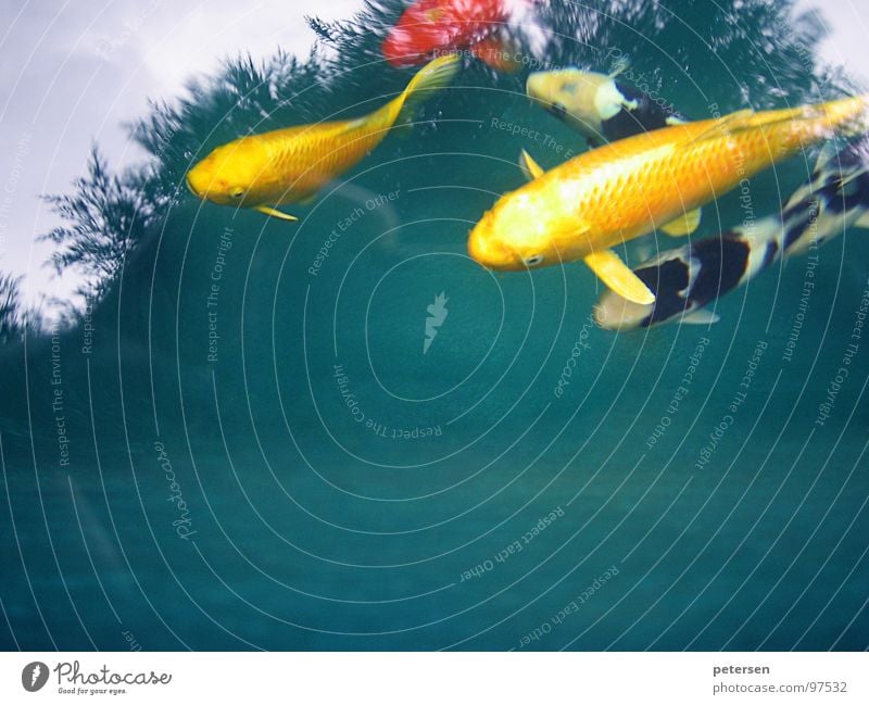 Schwimmende Geldanlage Koi Teich gelb mehrfarbig Fisch Japan Wasser Karpfen Nishikigoi Schwimmen & Baden
