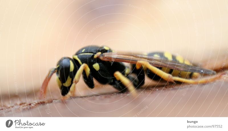 Bodenkontakt Wespen Hinterteil Insekt gefährlich Insektenstich Färbung stechen töten Gliederfüßer Müdigkeit schlafen Knockout krabbeln Angst Panik Fuß Beine