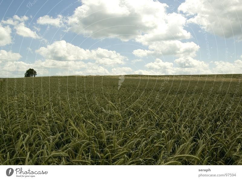 Felder Wiese Roggen Weizen Gerste Horizont Umweltschutz Halm Ähren ökologisch Kornfeld ländlich Landwirtschaft Getreide Natur Landschaft Ackerbau Pflanze