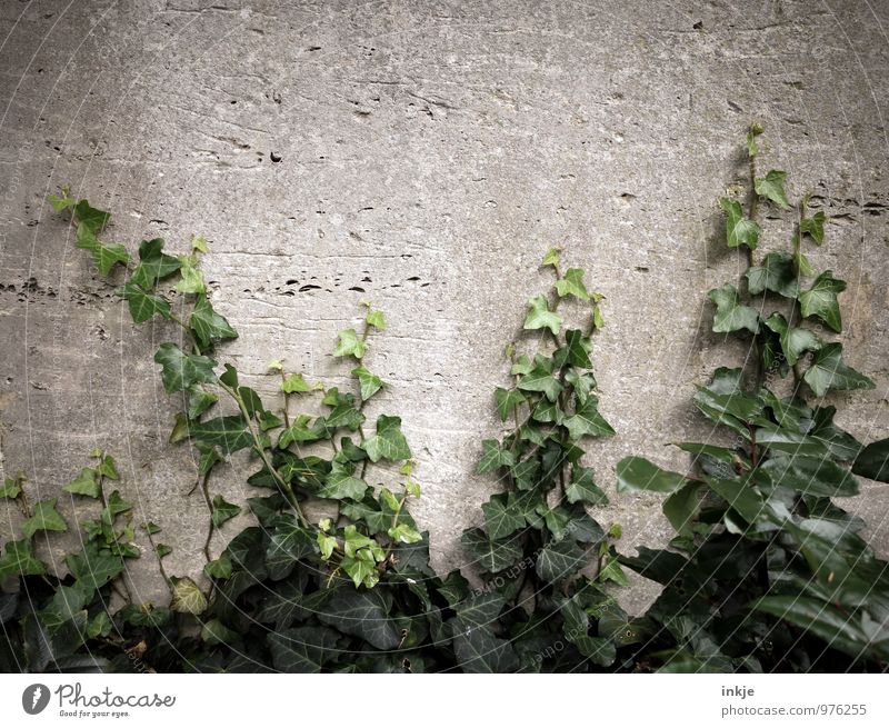 Friedhofsgewächs Natur Sommer Herbst Efeu Menschenleer Mauer Wand Garten Wachstum grau grün Verfall Vergänglichkeit bewachsen Immergrüne Pflanzen Ranke