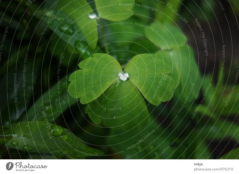 Regenwasser Wassertropfen Frühling Sommer Pflanze Blatt nass rund grün sattgrün Tau hydrophob Mitte einzeln Tropfen Farbfoto Außenaufnahme Nahaufnahme