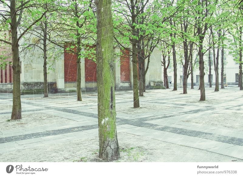 Stadtwald Pflanze Baum Grünpflanze Linde Berlin Hauptstadt Menschenleer einzigartig nachhaltig Umweltverschmutzung Umweltschutz Platz Platzangst mehrere