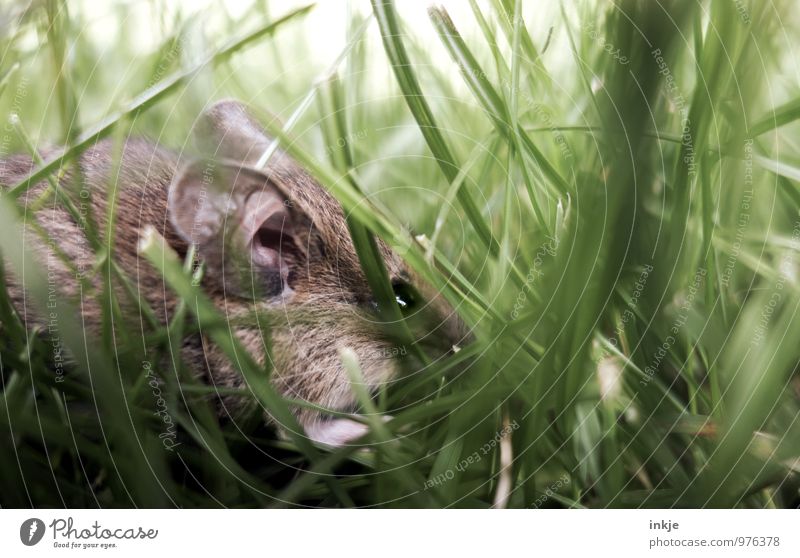 Mäuschen 2 Frühling Sommer Herbst Gras Wiese Tier Wildtier Maus 1 hocken authentisch klein nah niedlich braun grün Schutz Natur verborgen verstecken Versteck