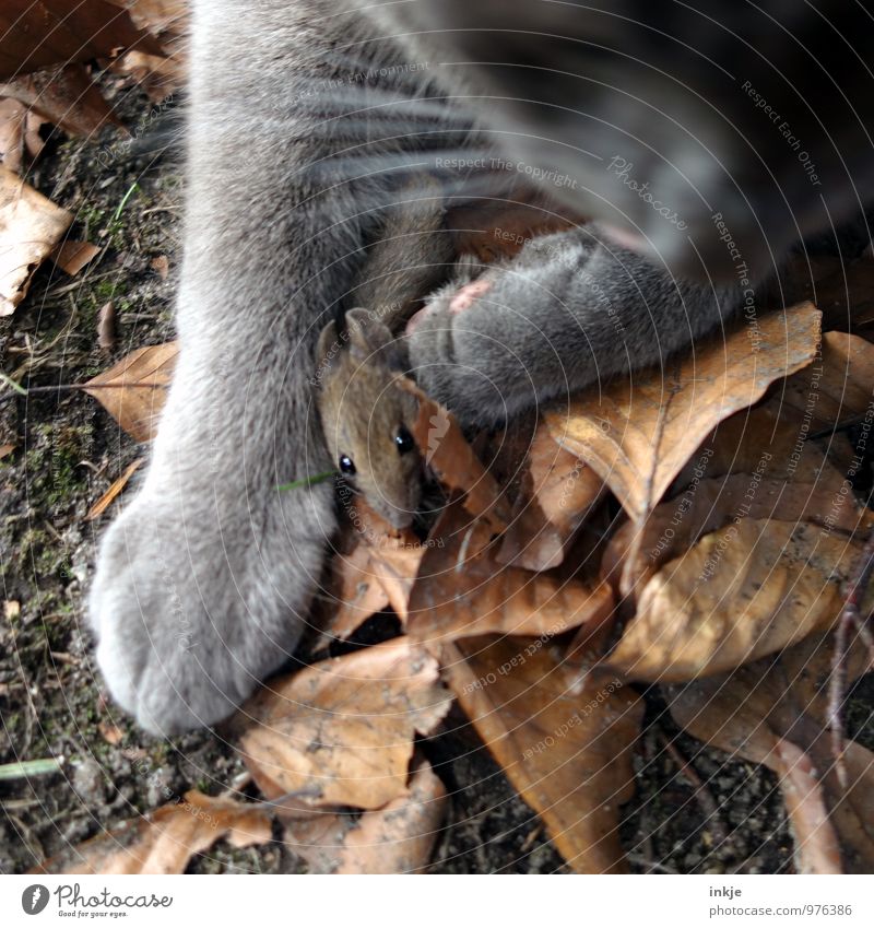 Die Hoffnung stirbt zu letzt. Herbst Herbstlaub Tier Haustier Wildtier Katze Maus 2 fangen festhalten Jagd authentisch bedrohlich klein braun Gefühle Angst