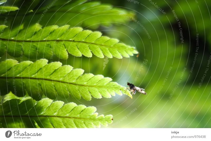 Diese Fliege kann | fliegen Natur Pflanze Tier Farn Blatt Taufliege 1 festhalten hocken sitzen frisch klein natürlich grün Pause Größenunterschied Am Rand