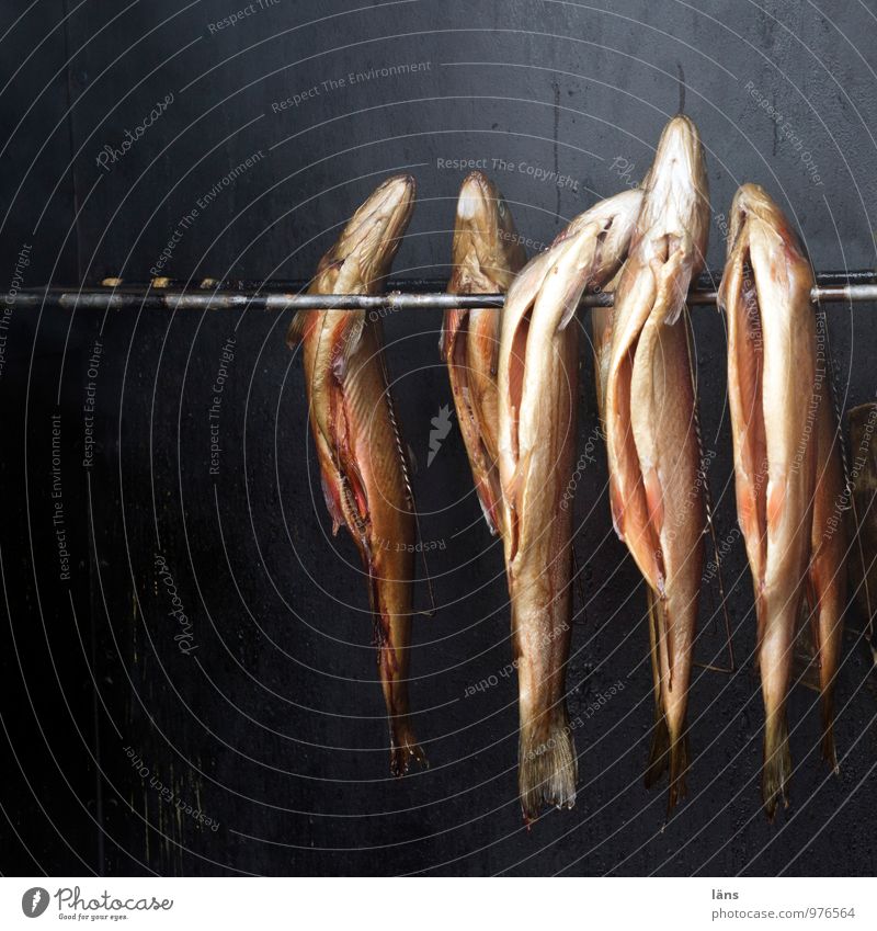 Freitag ist Fischtag Lebensmittel Ernährung geräuchert Fischereiwirtschaft Tiergruppe hängen Duft Zusammensein Tod Vergänglichkeit Wandel & Veränderung