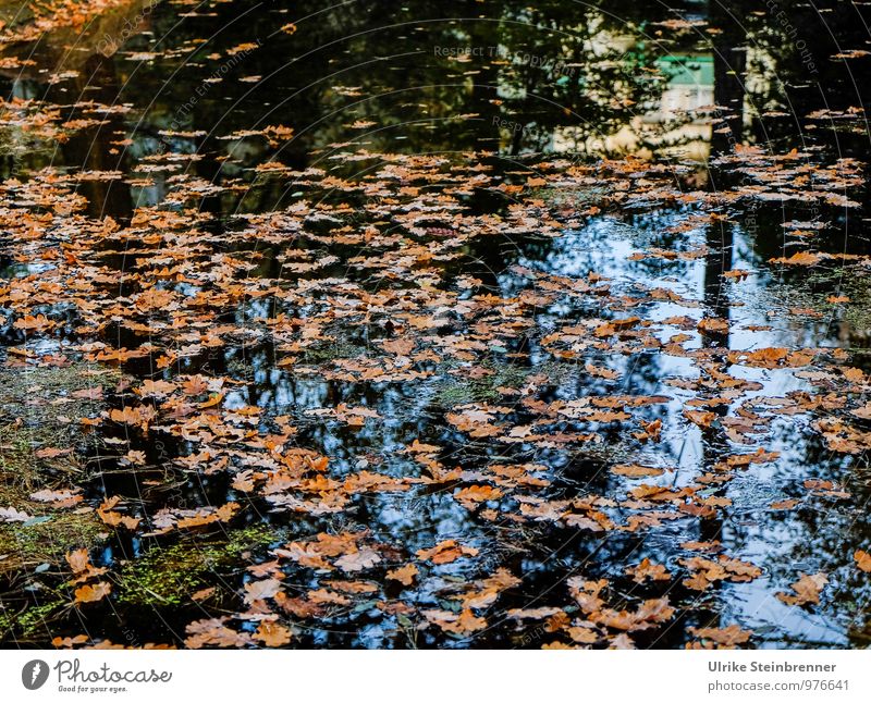 Feuchtigkeit | Karls See Tourismus Ausflug Städtereise Umwelt Natur Landschaft Pflanze Wasser Herbst Baum Blatt Garten Park Teich Radebeul fallen liegen