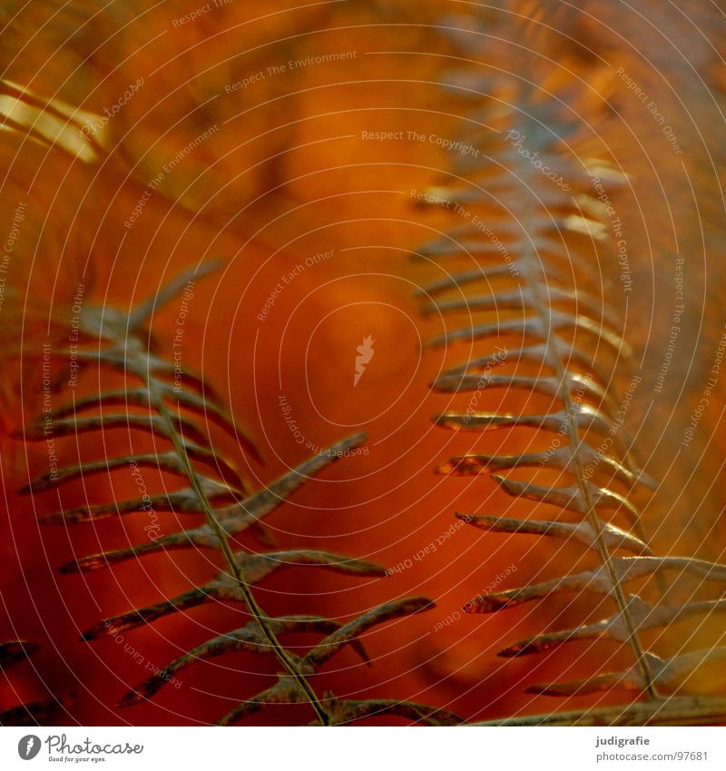 Farntod Pflanze trocken Romantik Märchenwald Sommer Herbst Physik braun Farbe Vergänglichkeit polypodiophyta pteridophyta Echte Farne getrocknet alt Tod Natur