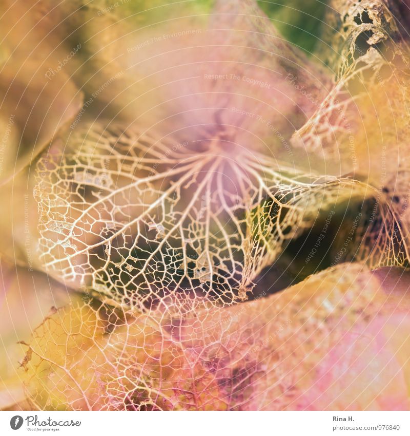 Filigran II Garten Herbst natürlich Vergänglichkeit Wandel & Veränderung Hortensienblüte Blütenblatt filigran zerbrechlich Blattadern Makroaufnahme