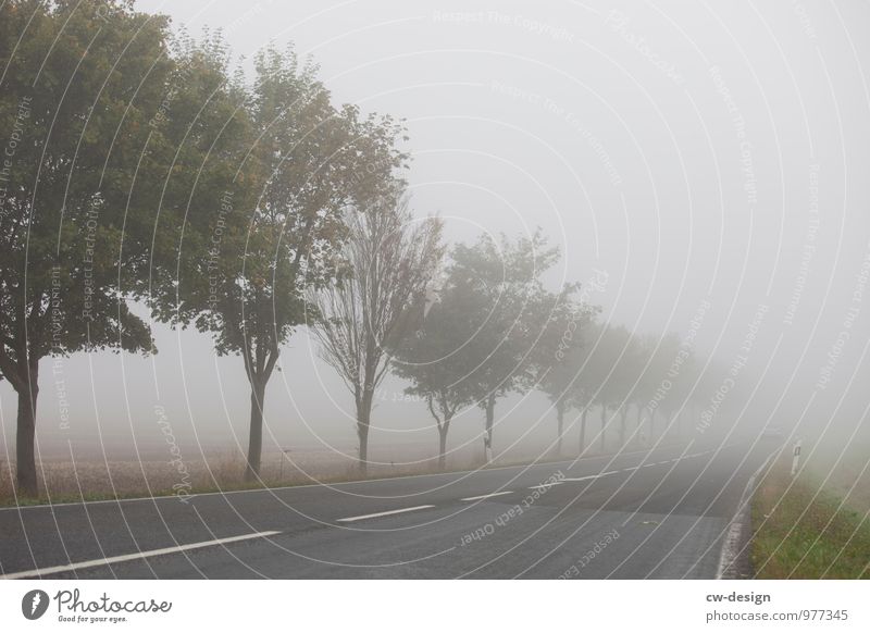 Nebelschwadenbild Umwelt Natur Landschaft Herbst Klima schlechtes Wetter Baum Feld Verkehrswege Straßenverkehr Autofahren Wege & Pfade Wegkreuzung träumen