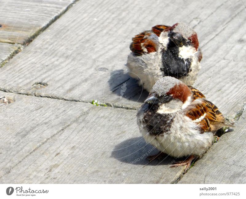 außergewöhnlich |...süß und frech... Tier Vogel Spatz Sperlingsvögel 2 beobachten füttern warten schön listig Neugier braun selbstbewußt Einigkeit Tierliebe