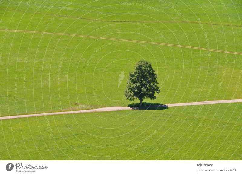 Einzelkämpfer Umwelt Natur Landschaft Sommer Klima Schönes Wetter Pflanze Baum Wiese Feld grün einzeln einzigartig Einsamkeit Wege & Pfade Baumschatten Schatten