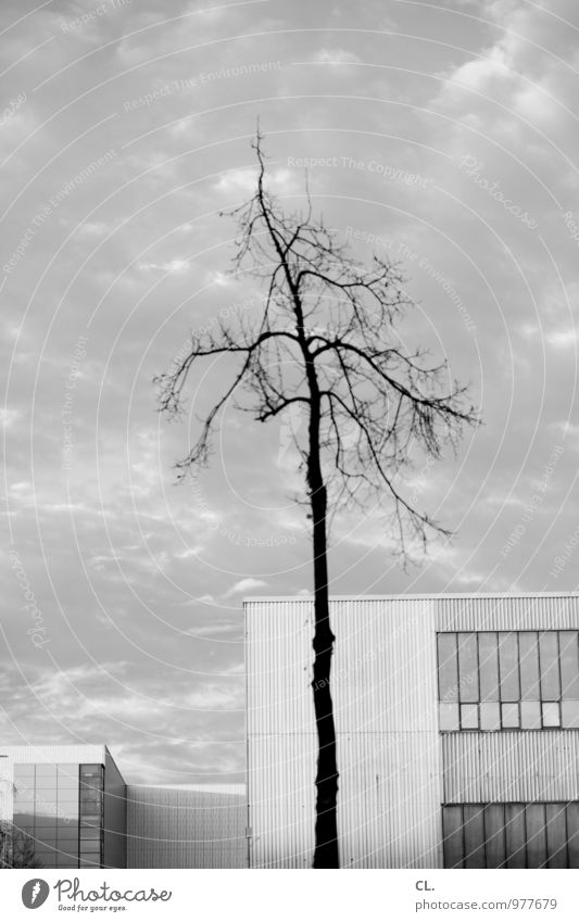 karg Umwelt Natur Himmel Wolken Herbst Winter Klima Wetter schlechtes Wetter Wind Baum Ast Stadt Menschenleer Haus Industrieanlage Fabrik Gebäude Architektur