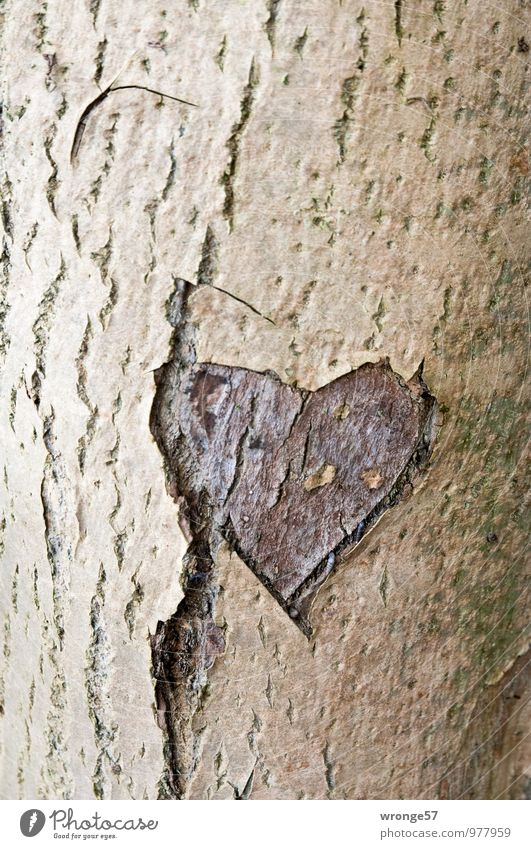 Alte Liebe Baum Laubbaum Holz Zeichen Herz braun Verliebtheit Treue Romantik herzförmig Baumstamm Baumrinde Ritzung Erinnerung Farbfoto Gedeckte Farben