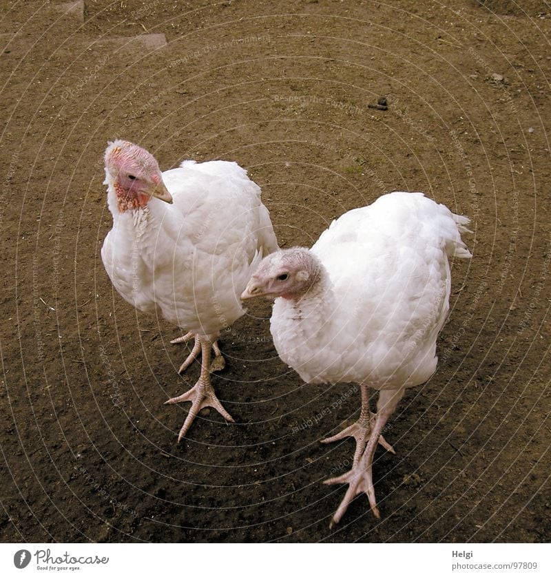 zwei weiße Puten flanieren auf einem Bauernhof Federvieh Vogel 2 gefiedert Zehen Krallen Schnabel Landwirtschaft auslaufen braun rosa Blick Schwärmerei gehen