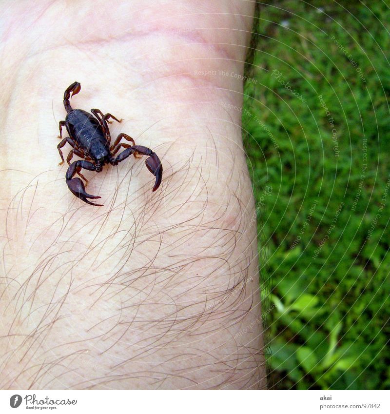 Skorpion 2 Felsenskorpion Gast Gift Tier Reptil Angst Panik gefährlich camping zelt akai untermieter