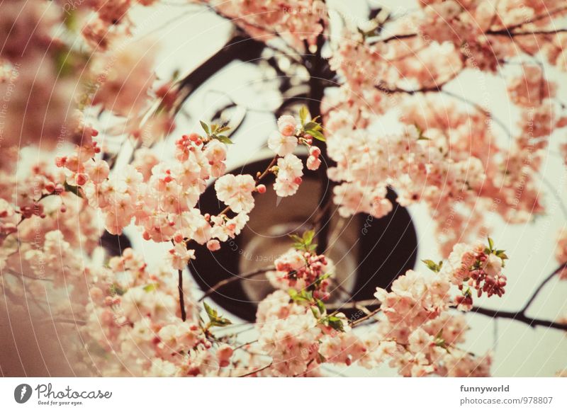 Kirschbüten sind schön! Natur Pflanze Frühling Schönes Wetter Baum Kirsche Japanische Blütenkirsche Blütenblatt Blütenpflanze ästhetisch Duft zart sanft rosa