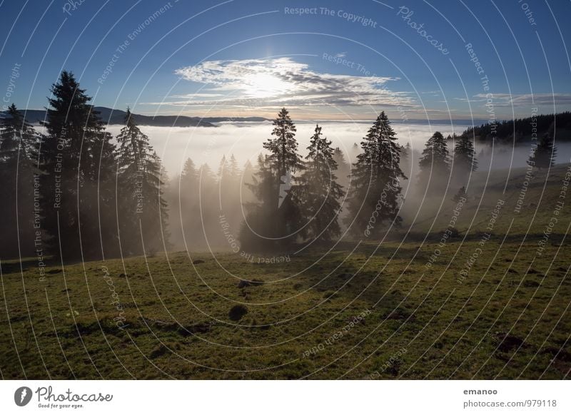 Schwarzwaldnebel Ferien & Urlaub & Reisen Tourismus Ferne Freiheit Berge u. Gebirge Natur Landschaft Luft Himmel Horizont Sonne Herbst Klima Wetter Nebel Baum