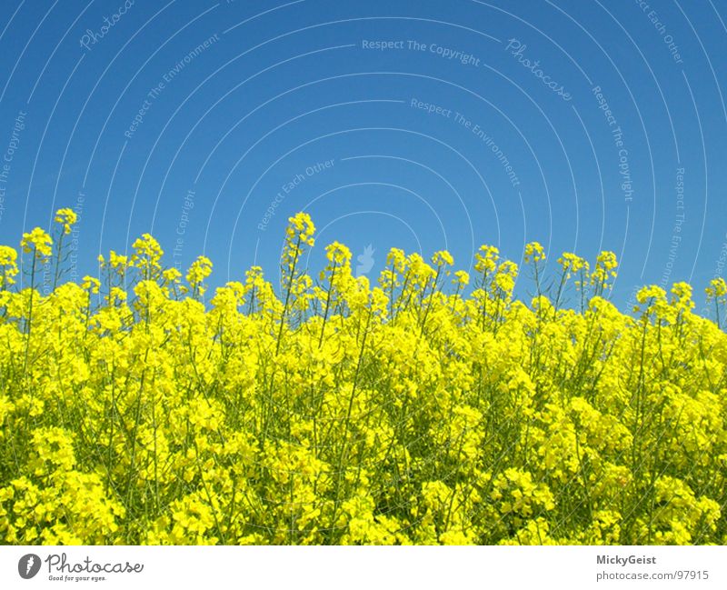 Raps Feld Blüte gelb Wiese Natur Himmel blau