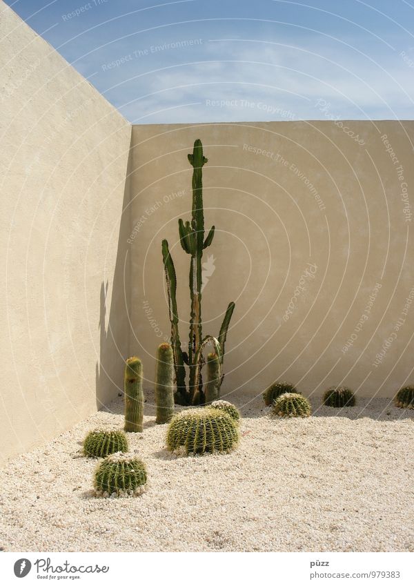 Cactus Corner Ferien & Urlaub & Reisen Sommer Garten Natur Pflanze Sand Schönes Wetter Kaktus Grünpflanze exotisch Stein ästhetisch heiß stachelig blau gelb