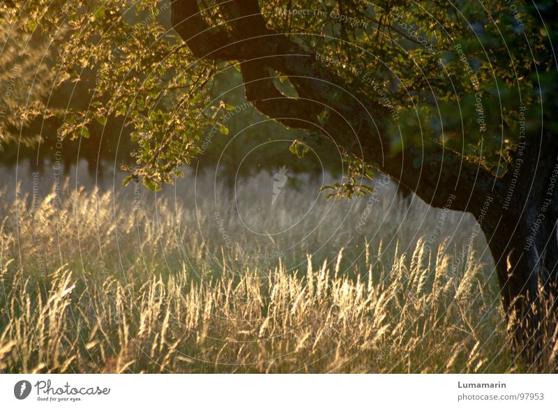Abendsonne Erholung ruhig Sommer Natur Landschaft Schönes Wetter Wind Wärme Baum Gras Blatt Wiese Feld braun gelb grün Sonnenuntergang Halm wiegen Brise
