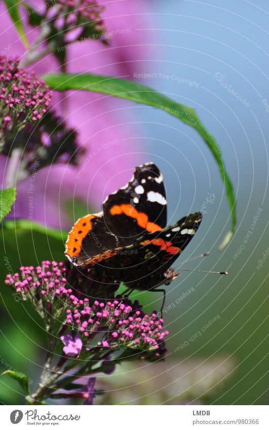 Metterschling auf Fommerslieder Natur Pflanze Tier Sträucher Blüte Schmetterling Flügel 1 grün orange rosa schwarz Kleiner Fuchs Sommer Sommerflieder Insekt