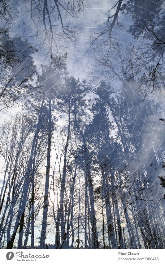 Waldrauschen Ferien & Urlaub & Reisen Landwirtschaft Forstwirtschaft Umwelt Natur Landschaft Tier Himmel Pflanze Baum Holz träumen exotisch retro blau grau