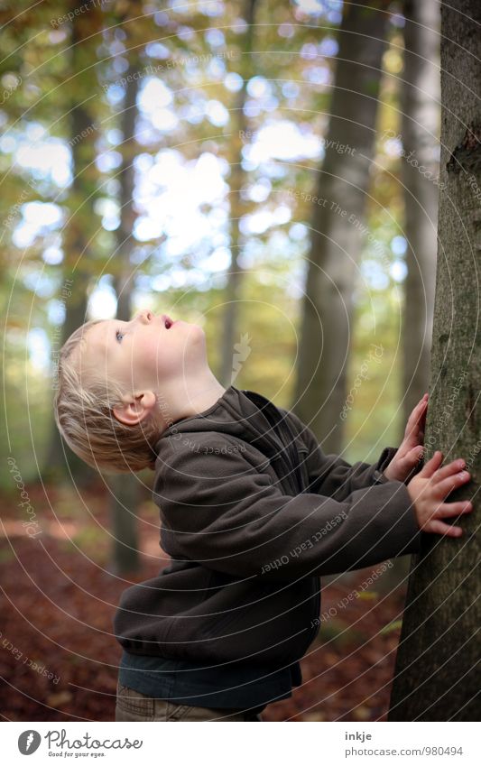 Kleiner Junge schaut an einem Baum hoch Freizeit & Hobby Ausflug wandern Spaziergang Kind Kleinkind Kindheit Leben Oberkörper 1 Mensch 1-3 Jahre Natur Herbst