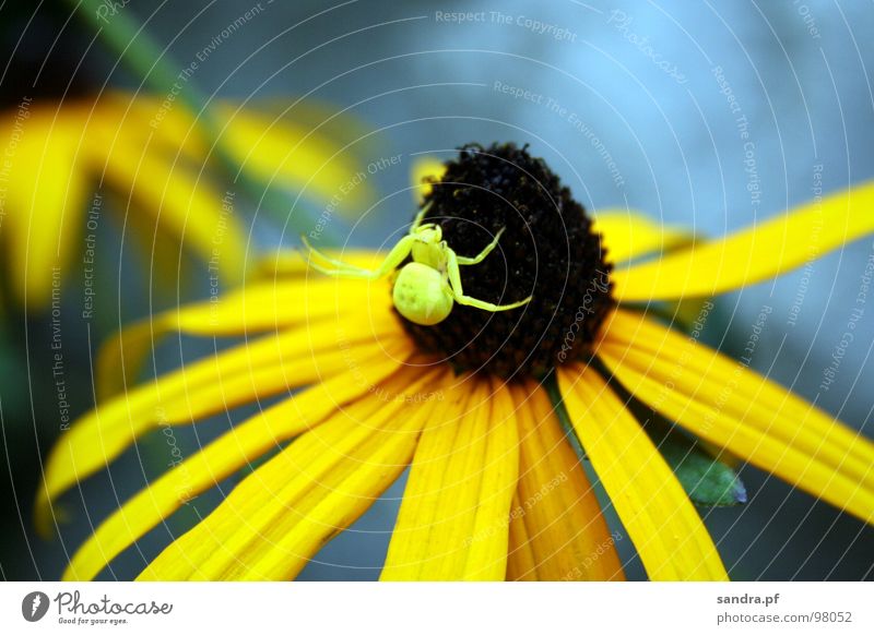 Gut getarnt... Spinne Blume Sommer gelb braun Anpassung Tarnung Blüte Spinnenbeine Makroaufnahme Nahaufnahme blau Beine