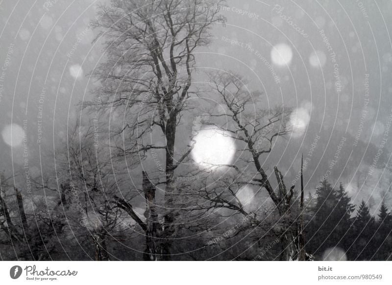 Untergang Umwelt Klima schlechtes Wetter Unwetter Sturm Nebel Eis Frost Schnee Schneefall Endzeitstimmung Sturmschaden Farbfoto Schwarzweißfoto