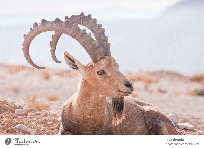 Was zu gucken Umwelt Natur Landschaft Tier Berge u. Gebirge Wüste Israel Negev Abenteuer Steinbock Horn Farbfoto Außenaufnahme Tag Schatten