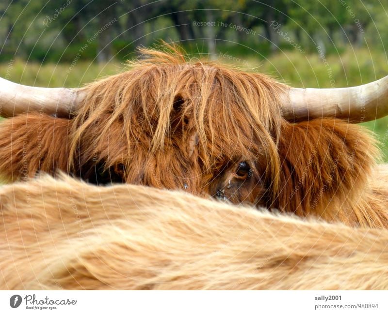 ich seh dich... Tier Nutztier Kuh Schottisches Hochlandrind 2 beobachten dreckig Freundlichkeit Neugier wild braun Coolness friedlich Wachsamkeit Interesse