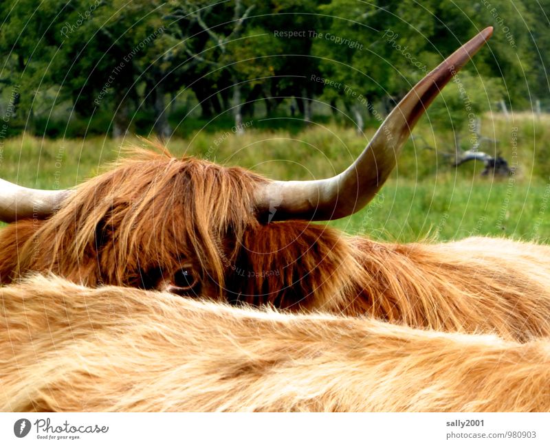 Blick ins neue Jahr... Wiese Tier Nutztier Kuh Schottisches Hochlandrind Horn Fell Auge 2 beobachten groß Neugier braun Überwachung verstecken Schüchternheit