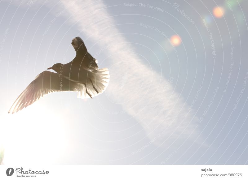 möwe im licht Tier Himmel Wolken Sonne Sonnenlicht Wildtier Vogel Möwe 1 fliegen blau weiß Freiheit durchleuchtet Flügel Farbfoto Außenaufnahme Menschenleer