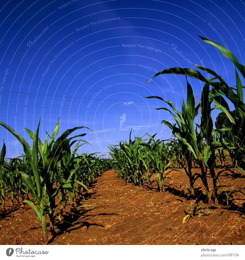 Mais für Biogas grün Feld Landwirtschaft Bioprodukte Maisfeld Pflanze Vitamin Ferne Ordnung Genmanipulation Kornfeld Weizen Roggen Gerste Aussaat Grünpflanze