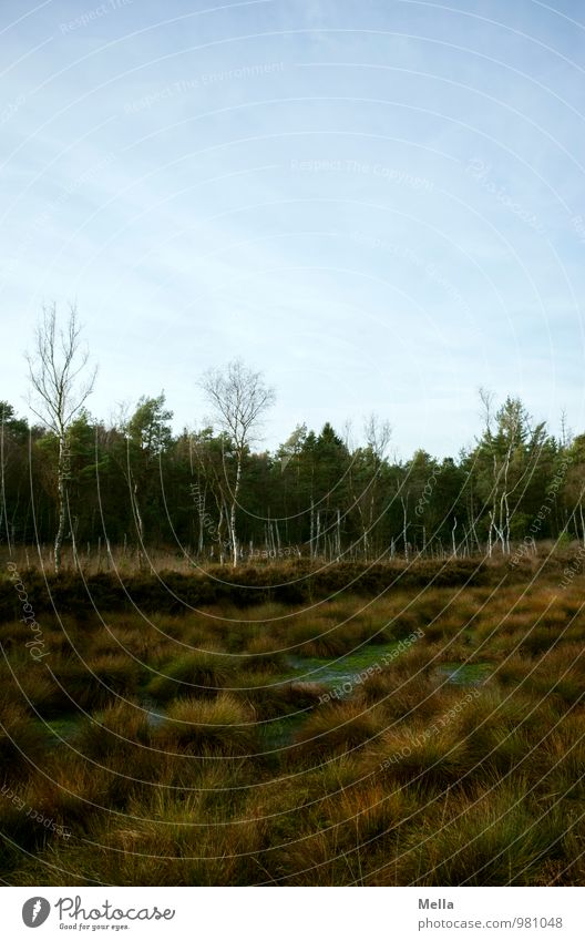 More Moor Umwelt Natur Landschaft Pflanze Baum Gras Wald Sumpf natürlich trist Einsamkeit ruhig Farbfoto Gedeckte Farben Außenaufnahme Menschenleer