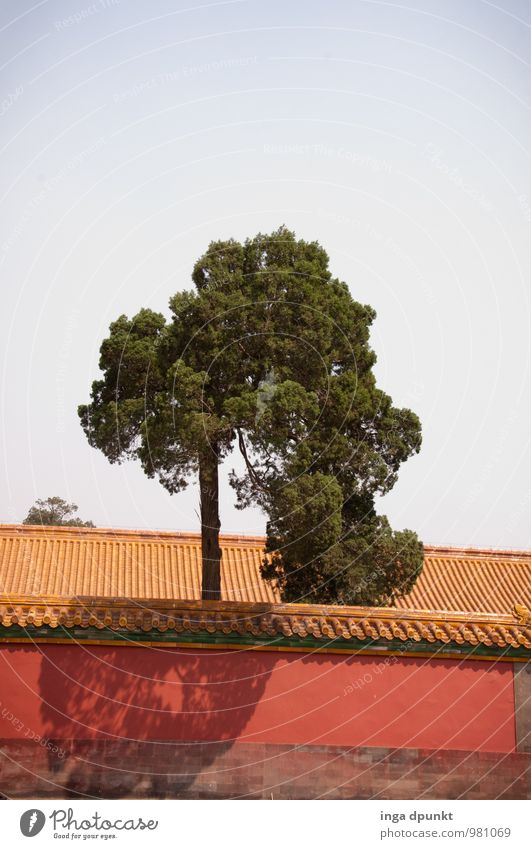 O Weihnachtsbaum.....! Umwelt Pflanze Baum China Verbotene Stadt Peking Hauptstadt Mauer Wand Sehenswürdigkeit Wachstum ästhetisch groß positiv Sauberkeit Kraft