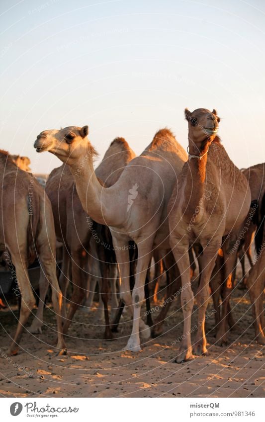 Desert Cab VII Kunst ästhetisch Kamel Kameltreiber Kamelhöcker Kamelmarkt Kamelkopf Wüste Oase Tier Herde Farbfoto Gedeckte Farben Außenaufnahme Experiment