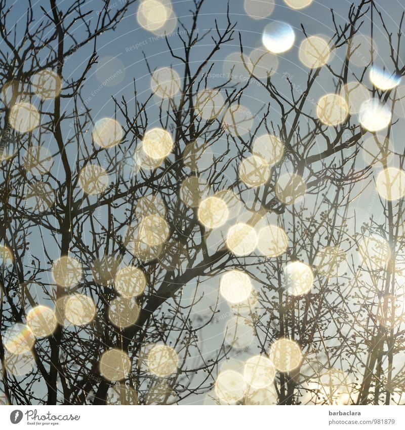 Feuchtigkeit | Tropfen Natur Pflanze Wassertropfen Himmel Winter Regen Schneefall Baum Sträucher Ast Fenster Kreis glänzend leuchten hell kalt nass viele wild