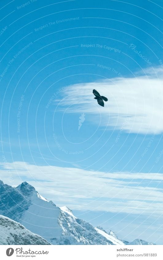 Eisvogel Natur Himmel Wolken Klimawandel Schönes Wetter Frost Schnee Felsen Alpen Berge u. Gebirge Gipfel Schneebedeckte Gipfel Gletscher Tier Vogel 1 fliegen