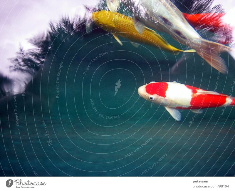Schwimmende Geldanlage 2 Koi Teich gelb mehrfarbig rot Japan Fisch Wasser Karpfen Nishikigoi Punkt Schwimmen & Baden