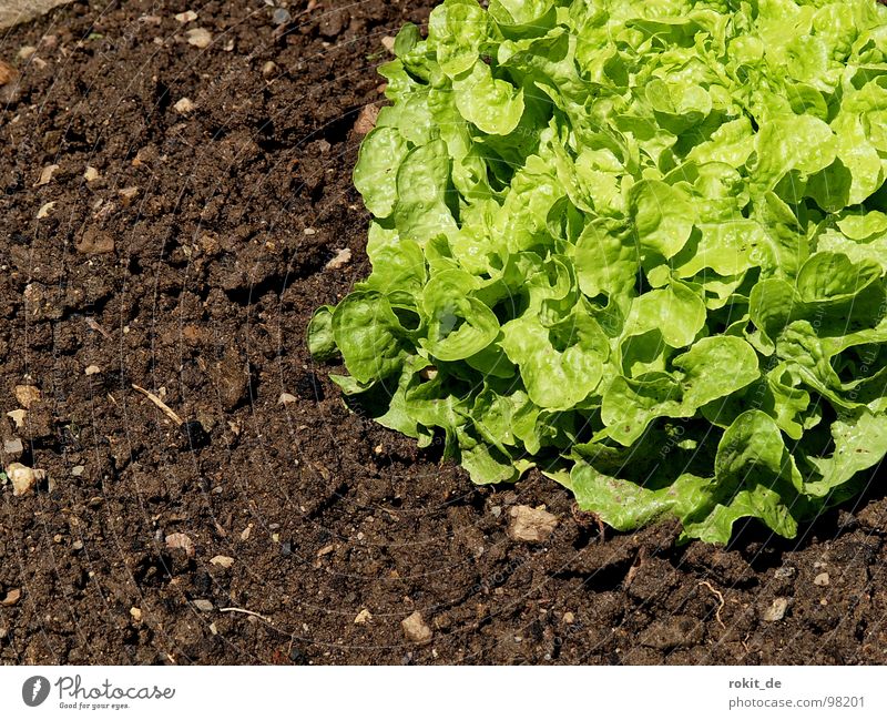 Eßt mehr Salat... grün Gesundheit Vitamin Schnecke anbiedern Feld Gemüse Bodenbelag Erde kreichen grüner salat Garten Ernährung Landwirtschaft