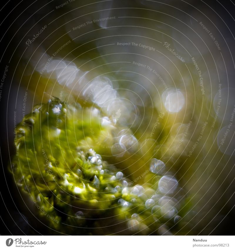 Moos grün feucht nass glänzend Makroaufnahme Unschärfe Pflanze Mikrofotografie klein winzig Leben Urwald Nahaufnahme Wasser Wassertropfen Microkosmos clorophyll